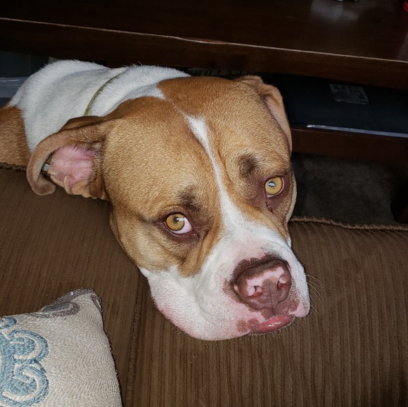 Meet your Posher, Nic - Picture 3 of 3